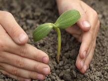 यूपी: अगस्त क्रांति के मौके पर वृक्षारोपण महाकुंभ, लगाए जाएंगे 22 करोड़ पौधे