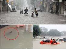 तस्वीरें: गुजरात के वडोदरा में भारी बारिश का कहर, रिहायशी इलाके में घुसा मगरमच्छ