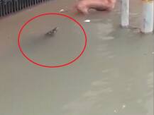 तस्वीरें: गुजरात के वडोदरा में भारी बारिश का कहर, रिहायशी इलाके में घुसा मगरमच्छ