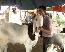 बकरीद को लेकर लोगों में उत्साह, बाजारों में रौनक बढ़ी, दिल्ली में बिका 3.5 लाख रुपये का बकरा