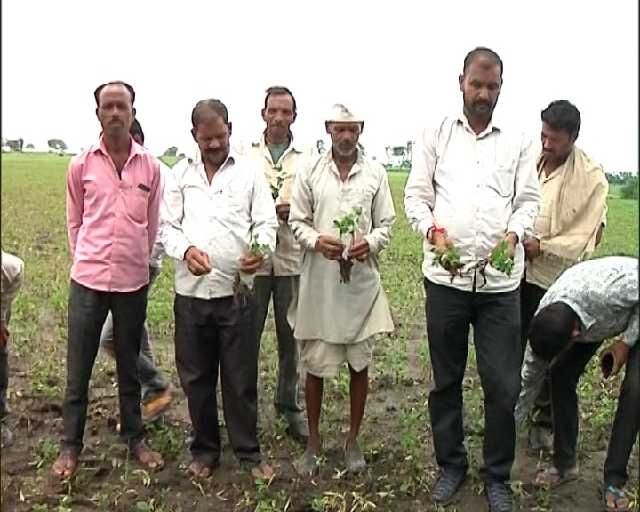 Soyabean crop is in danger due to excess rains in Madhya Pradesh मध्य प्रदेशः भारी बारिश से सोयाबीन पर संकट, कहीं फसल गल गयी तो कहीं फल नहीं लगे