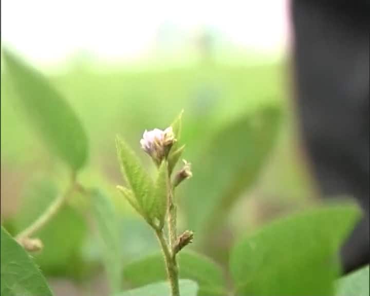 मध्य प्रदेशः भारी बारिश से सोयाबीन पर संकट, कहीं फसल गल गयी तो कहीं फल नहीं लगे