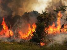 ब्राजीलियाई राष्ट्रपति ने अमेजन के जंगलों में लगी आग से निपटने के लिए भेजी सेना
