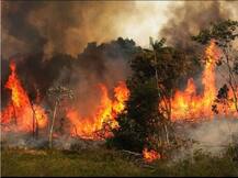 Amazonfires: अमेजन की आग से निपटने के लिए 2.2 करोड़ डॉलर की मदद करेगा G-7