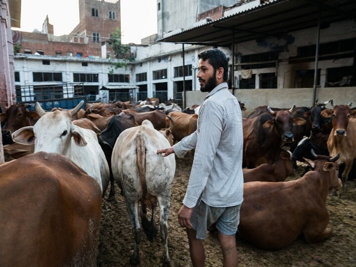 Madhya Pradesh government cuts cow budget मध्य प्रदेश सरकार ने गाय के बजट में की कटौती, 1.80 लाख गायों पर 11 करोड़ रुपये का आवंटन