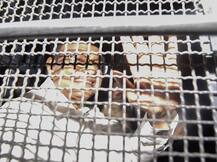 कभी रहे थे पीएम पद के दावेदार, अब करियर के सबसे मुश्किल दौर में पी चिदंबरम