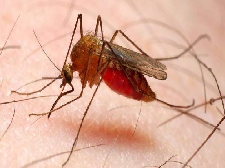 India ranked fourth in the world of malaria cases report मलेरिया के मामलों में दुनिया में चौथे स्थान पर रहा भारत- रिपोर्ट