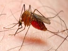 कोरोना वायरस: क्या मलेरिया की दवा खाने से मौत हो जाती है, जानें सच क्या है