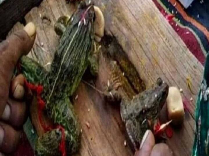 madhya pradesh rain frog couple divorce bhopal MP गजब है: पहले बारिश के लिए करवाई शादी, और जब बारिश से बाढ़ जैसे हालात बने तो मेंढक-मेंढकी का कराया तलाक