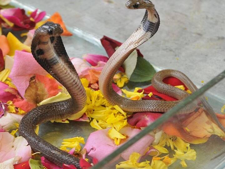 गोरखपुर: फोन पर बात करते-करते सांप के जोड़े पर बैठ गई महिला, फिर... UP-A woman died due to snake bite in Gorakhpur, accidentally sat on pair of snakes गोरखपुर: फोन पर बात करते-करते सांप के जोड़े पर बैठ गई महिला, फिर...