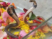 गोरखपुर: फोन पर बात करते-करते सांप के जोड़े पर बैठ गई महिला, फिर...