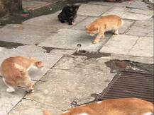 Viral Video: चार बिल्लियों ने सांप को घेरकर किया हमला, नील नितिन मुकेश ने शेयर किया वीडियो