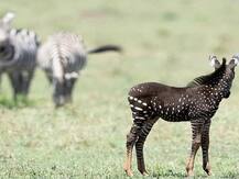 केन्या: वाइल्ड लाइफ सेंचुरी में दिखा दुर्लभ पोल्का-डॉट वाला जेब्रा, देखने के लिए उमड़ी भीड़