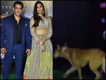 IIFA Awards 2019: सलमान खान के साथ ग्रीन कार्पेट पर पहुंचा स्ट्रीट डॉग, जमकर वायरल हो रहा VIDEO