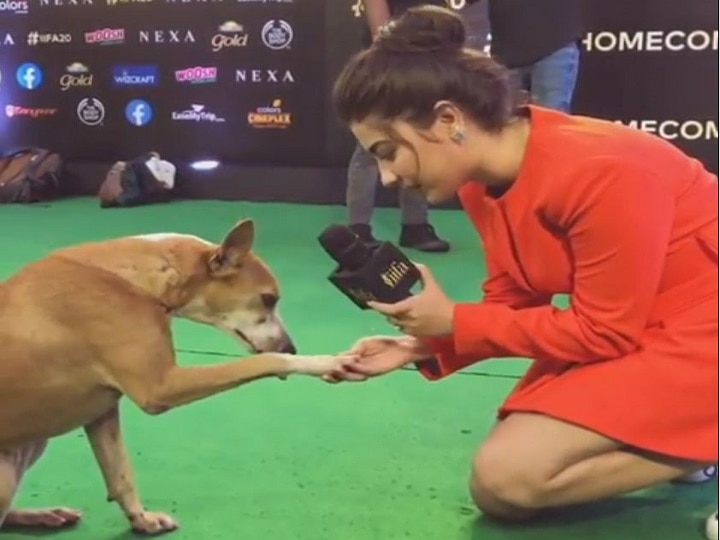 Video of dog attending IIFA Awards goes viral IIFA AWARDS 2019: एंकर ने लिया कुत्ते का इंटरव्यू, दिलचस्प वीडियो हुआ वायरल
