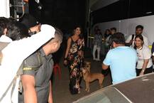 शूट से लौटते वक्त स्ट्रीट डॉग्स से हुई प्रियंका चोपड़ा की मुलाकात, इस तरह किया प्यार, तस्वीरें वायरल