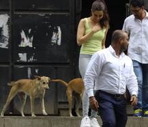 शूट से लौट रहीं श्रद्धा कपूर को स्ट्रीट डॉग्स ने घेरा, सामने आईं ऐसी तस्वीरें