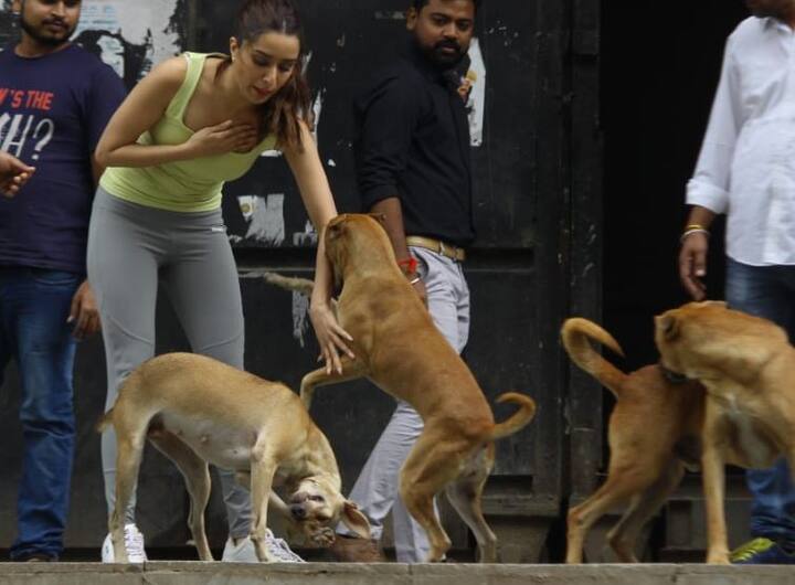  इस फिल्म में वरुण धवन, श्रद्धा कपूर, प्रभु देवा, नोरा फतेही और अपारशक्ति खुराना मुख्य भूमिकाओं में हैं.