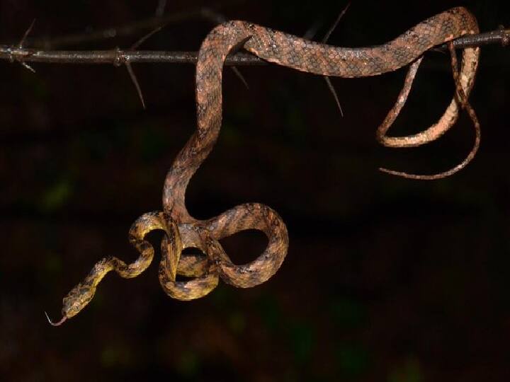 new species of Tejas snake found after uddhav thackerays younger son महाराष्ट्रः सांप की मिली नई प्रजाति, उद्धव ठाकरे के छोटे बेटे के नाम पर रखा गया नाम