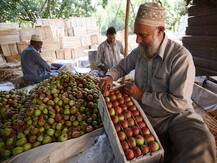 कश्मीर में किसानों से सेब खरीद रही है सरकार, सीधे बैंक खातों में हो रहा है भुगतान