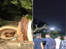 मुंबई: आरे में पेड़ कटने के खिलाफ सड़क पर उतरे लोग, शिवसेना ने साधा बीजेपी पर निशाना