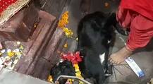 अनोखा है मां मुंडेश्वरी का यह मंदिर, बलि देने के बाद भी नहीं जाती बकरे की जान