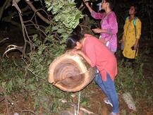 Explained: 'मुंबई के फेफड़े' आरे फॉरेस्ट को लेकर क्यों मचा है बवाल? जानें पूरा मामला