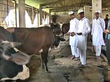 भोपाल: मदरसे में चलती है गोशाला, दीनी तालीम के साथ-साथ बच्चे करते हैं गोसेवा