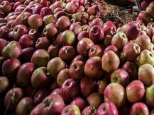 कश्मीर से आने वाले सेबों के डिब्बों पर लिखा ‘आजादी’, ‘बुरहान वानी’, पुलिस की जांच शुरू