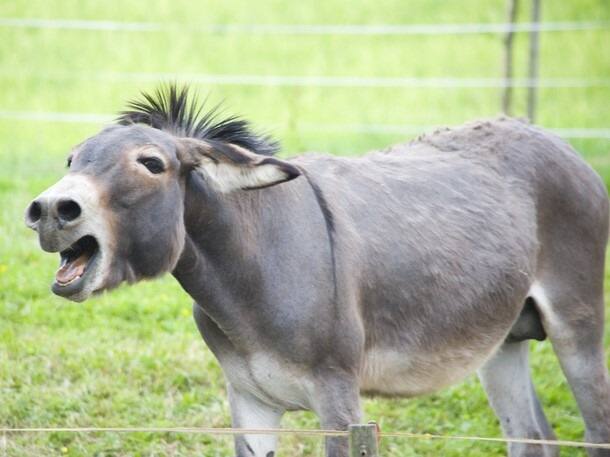 Animal census shows 61 percent decline in number of donkey in country देश में गधों की संख्या में आई भारी गिरावट, पहले के मुकाबले 61.23 प्रतिशत की कमी दर्ज