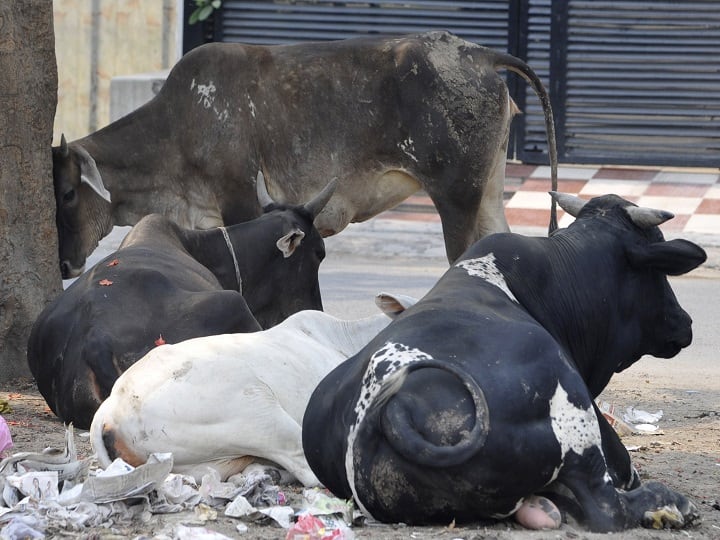 Stray cattle turning non-vegetarian, sent for treatment: Goa minister गोवा में आवारा गाय खाने लगी मुर्गा और मछली, मंत्री बोले- इलाज कराकर बनाएंगे शाकाहारी