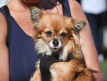 तमिलनाडु: पड़ोसियों को कुत्ते के भौंकने से थी परेशानी, पिता ने कुत्ते को छोड़ने को कहा तो बेटी ने की आत्महत्या