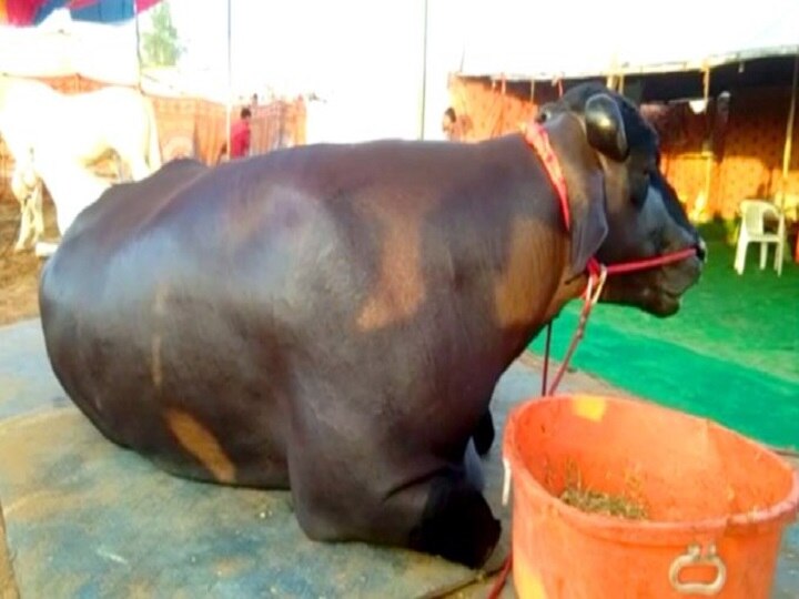 Buffalo bheem worth 15 crores in Pushkar fair 14 फुट लंबा और 6 फुट ऊंचा है 1300 किलो का ये भैंसा, 15 करोड़ में भी बेचना नहीं चाहते मालिक