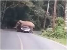 Viral video: पार्क में चलती कार पर चढ़ा हाथी, सोशल मीडिया पर वीडियो वायरल