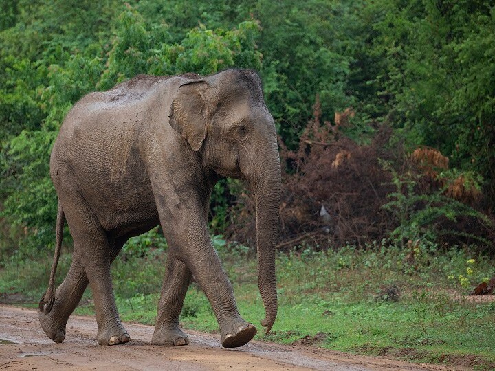 Wild elephant crushes female tourist in Kerala, died  केरल: जंगली हाथी ने महिला पर्यटक को कुचला, अस्पताल में हुई मौत