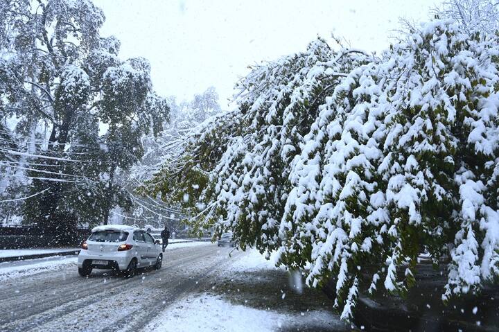 श्रीनगर में करीब सौ जगहों पर पेड़ गिर गए हैं.