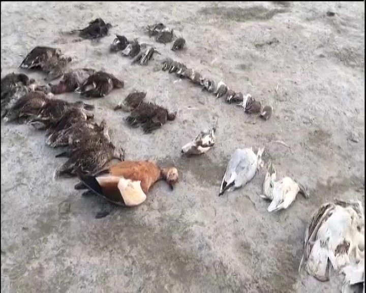 Thousand of Birds Die in Rajasthan राजस्थान : पिछले कुछ ही दिनों में हो गई हजारों विदेशी पक्षियों की मौत