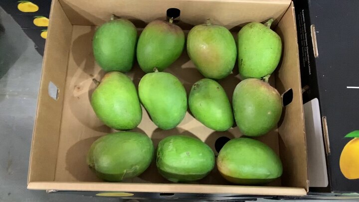 Increased demand of African mangoes अफ्रीका के हापुस आम का लोगों को भाया स्वाद, महाराष्ट्र में बढ़ी मांग