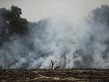 धान की जगह इस फसल की खेती दिला सकती है प्रदूषण से निजात?