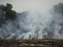 धान की जगह इस फसल की खेती दिला सकती है प्रदूषण से निजात?