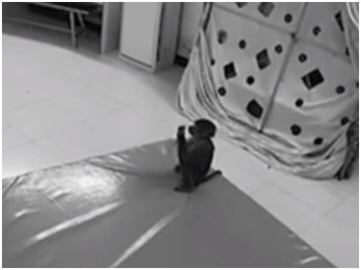 Monkey uses phone to order groceries Watch: बंदर के हाथ लगा लड़की का फोन, कर डाली ऑनलाइन शॉपिंग...वीडियो वायरल