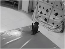 Watch: बंदर के हाथ लगा लड़की का फोन, कर डाली ऑनलाइन शॉपिंग...वीडियो वायरल