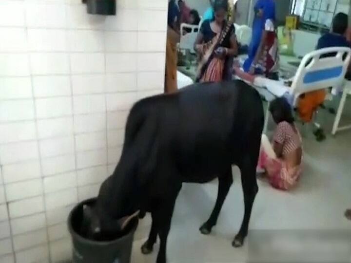 Stray animals roaming in fields and hospitals यूपी में अजब नजारा, गोंडा के जिला महिला अस्पताल में घूम रहे आवारा पशु