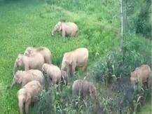 सोनभद्र में हाथियों का आतंक, डीजे चलाकर झुंड को भगा रहा वन विभाग