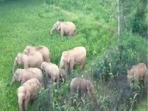 सोनभद्र में हाथियों का आतंक, डीजे चलाकर झुंड को भगा रहा वन विभाग सोनभद्र में हाथियों का आतंक, डीजे चलाकर झुंड को भगा रहा वन विभाग