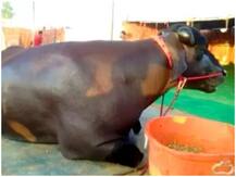 अनोखा भैंसा: कीमत 14 करोड़, खाना काजू-बादाम, घी और मक्खन करता है चट