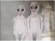 Viral: सोशल मीडिया पर वायरल वीडियो में दिखे 'एलियन', अब सामने आया सच