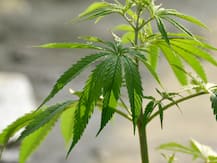 जानिए-भांग के नुकसान और फायदे क्या-क्या हैं, संयुक्त राष्ट्र ने खतरनाक ड्रग की लिस्ट से हटाया