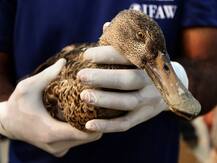 सांभर झील में पक्षियों की मौत को लेकर राजस्थान हाईकोर्ट ने रिपोर्ट तलब की, न्याय मित्र की हुई नियुक्ति