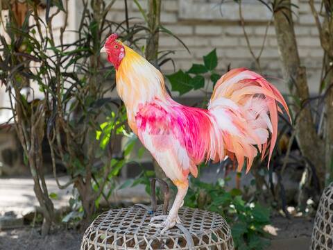 बिहार: कैमूर जिले में पड़ोसी ने कर दी मुर्गे की हत्या, 7 लोगों के खिलाफ FIR दर्ज बिहार: कैमूर जिले में पड़ोसी ने कर दी मुर्गे की हत्या, 7 लोगों के खिलाफ FIR दर्ज